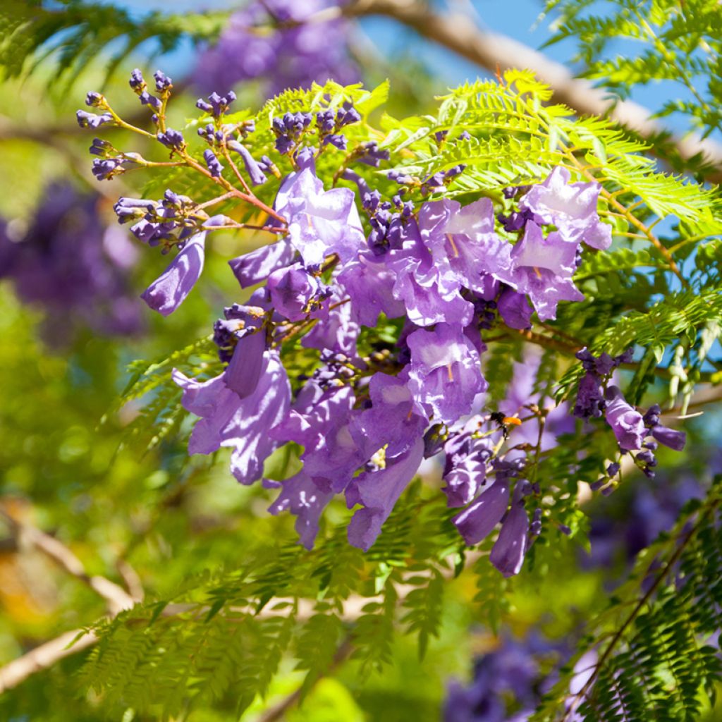 Jacarandá mimosifolia em sementes