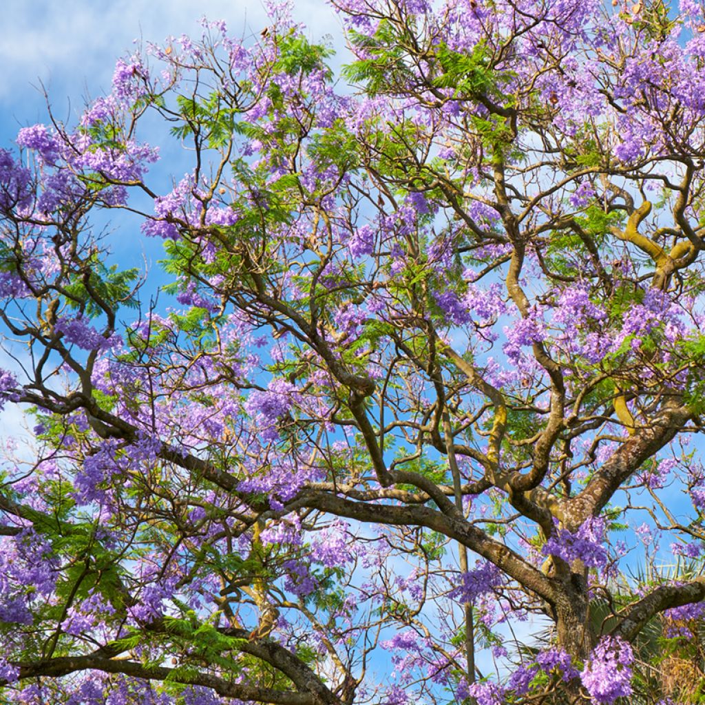 Jacarandá mimosifolia em sementes