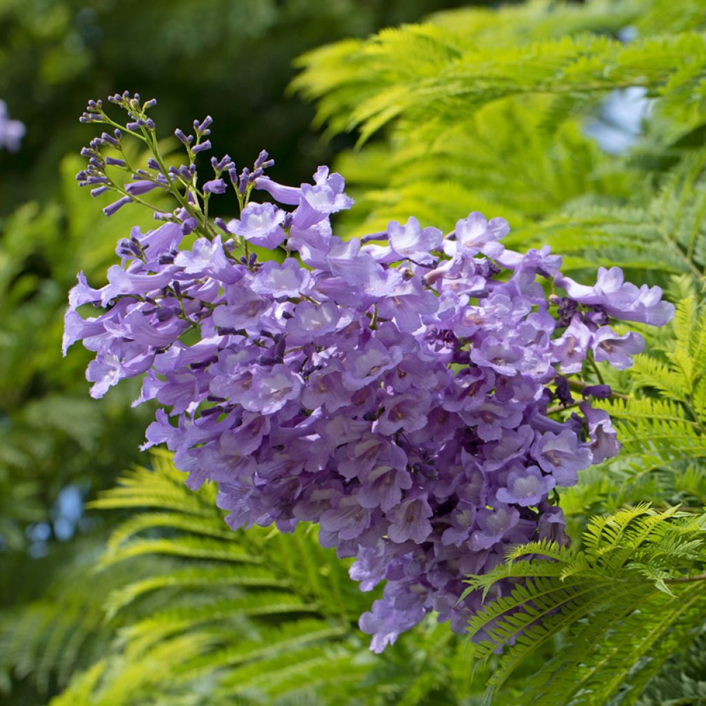 Jacarandá mimosifolia em sementes