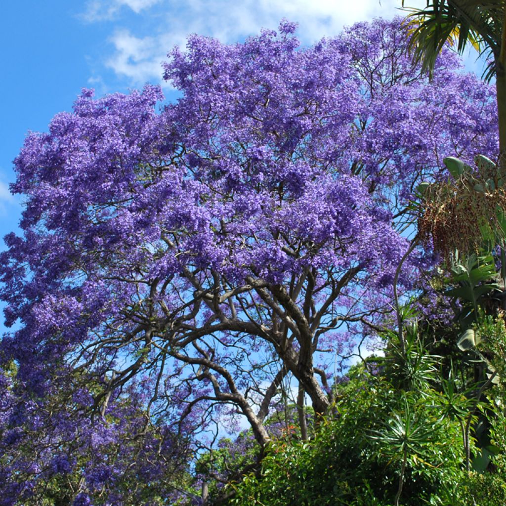 Jacarandá mimosifolia em sementes