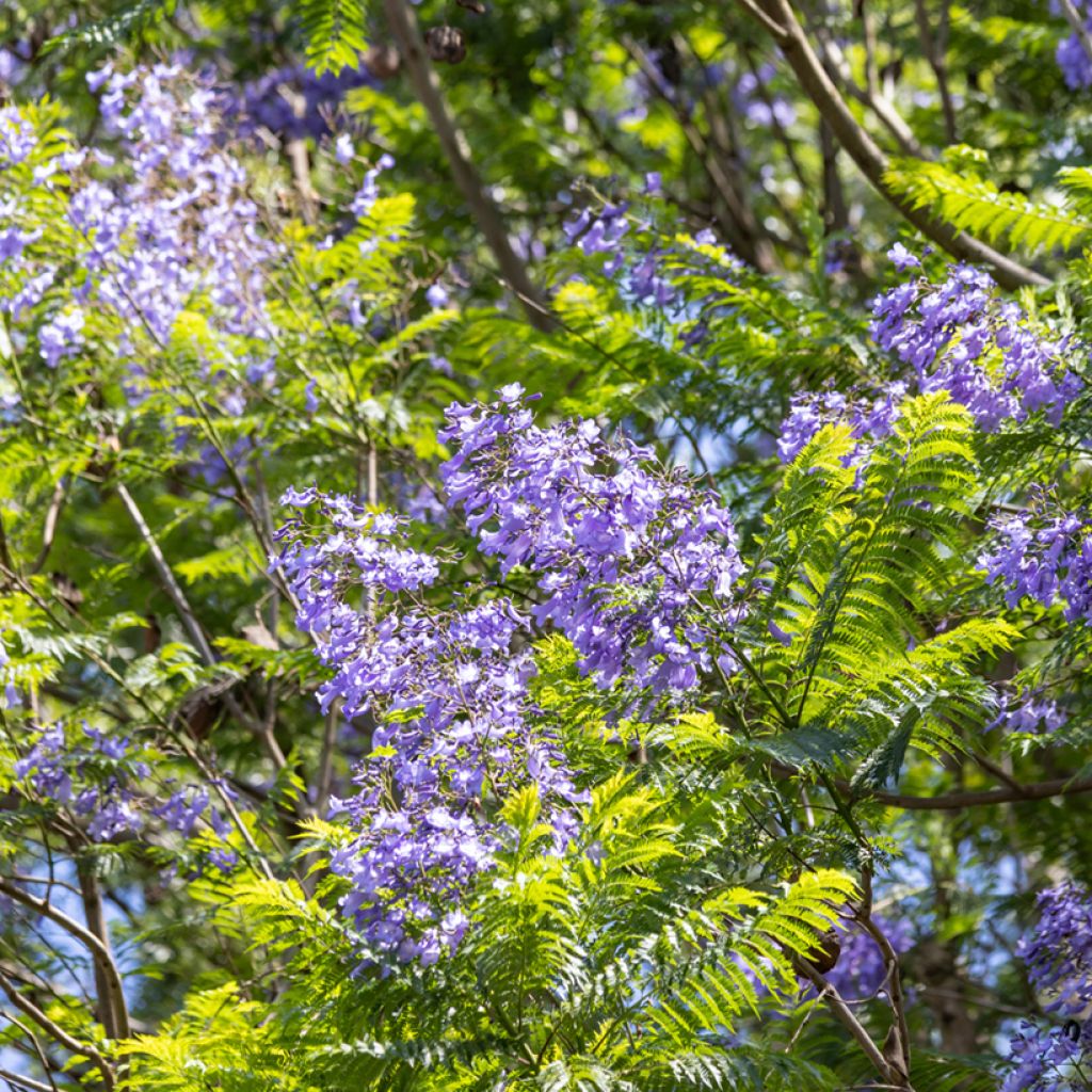 Jacarandá mimosifolia em sementes