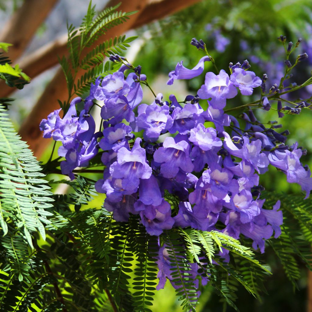 Jacarandá mimosifolia em sementes