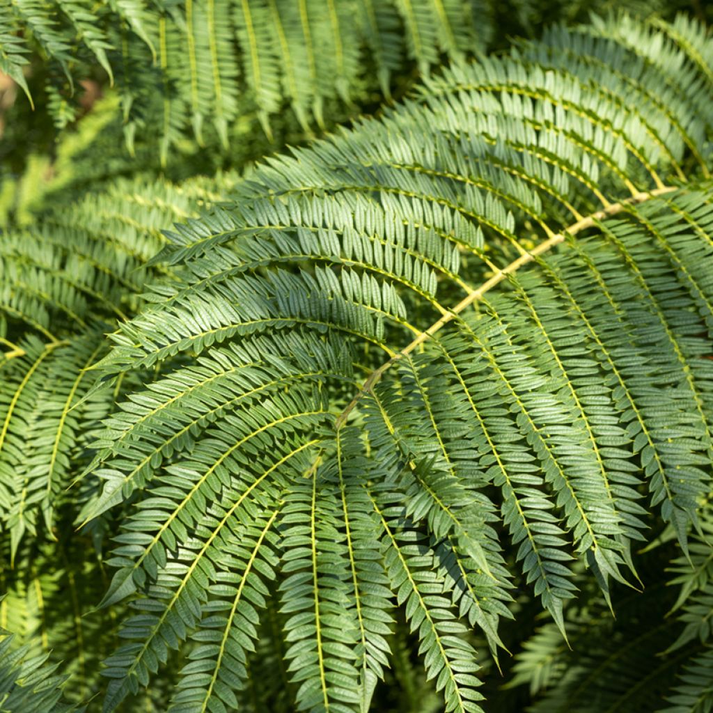 Jacarandá mimosifolia em sementes
