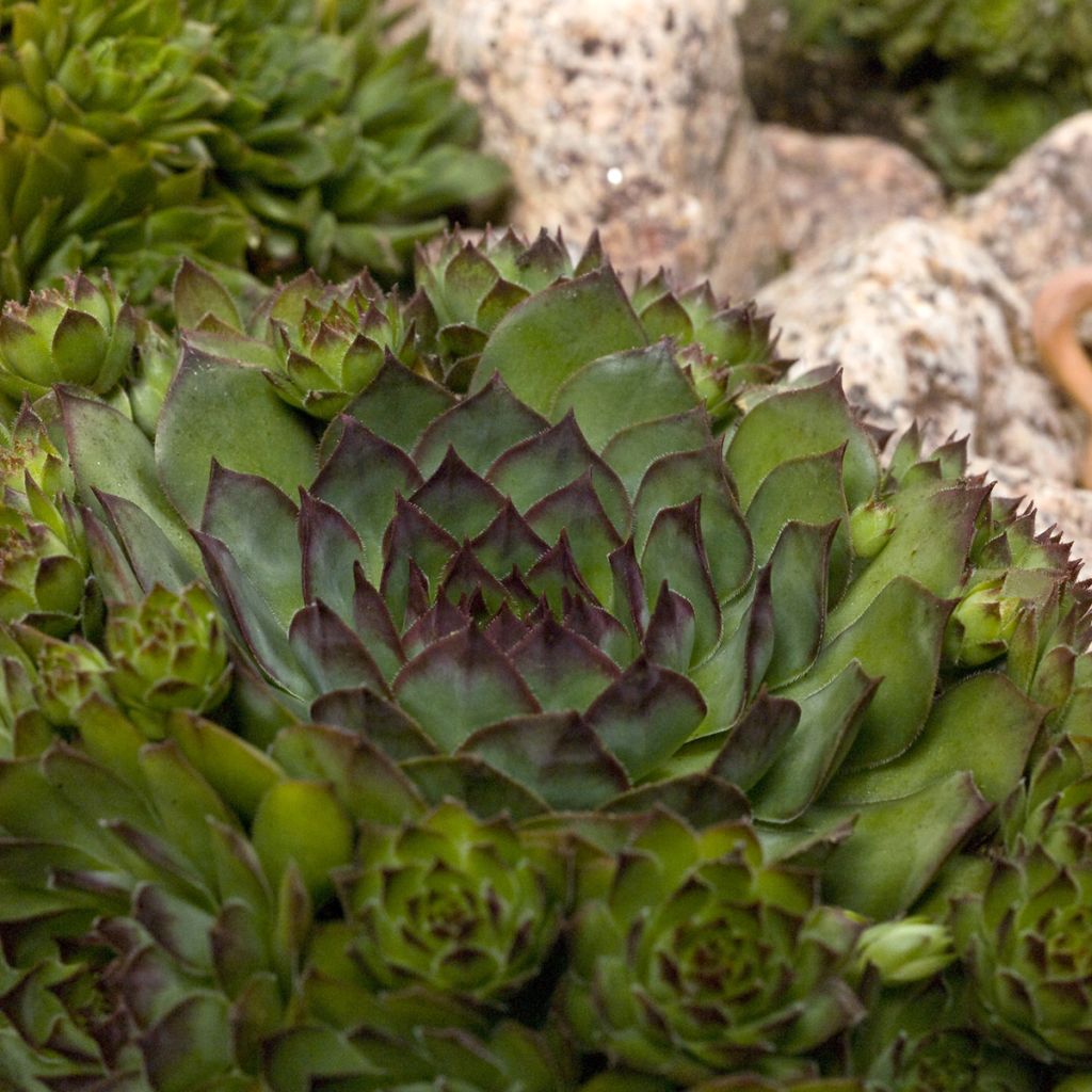 Sempervivum Hippie Chicks em sementes