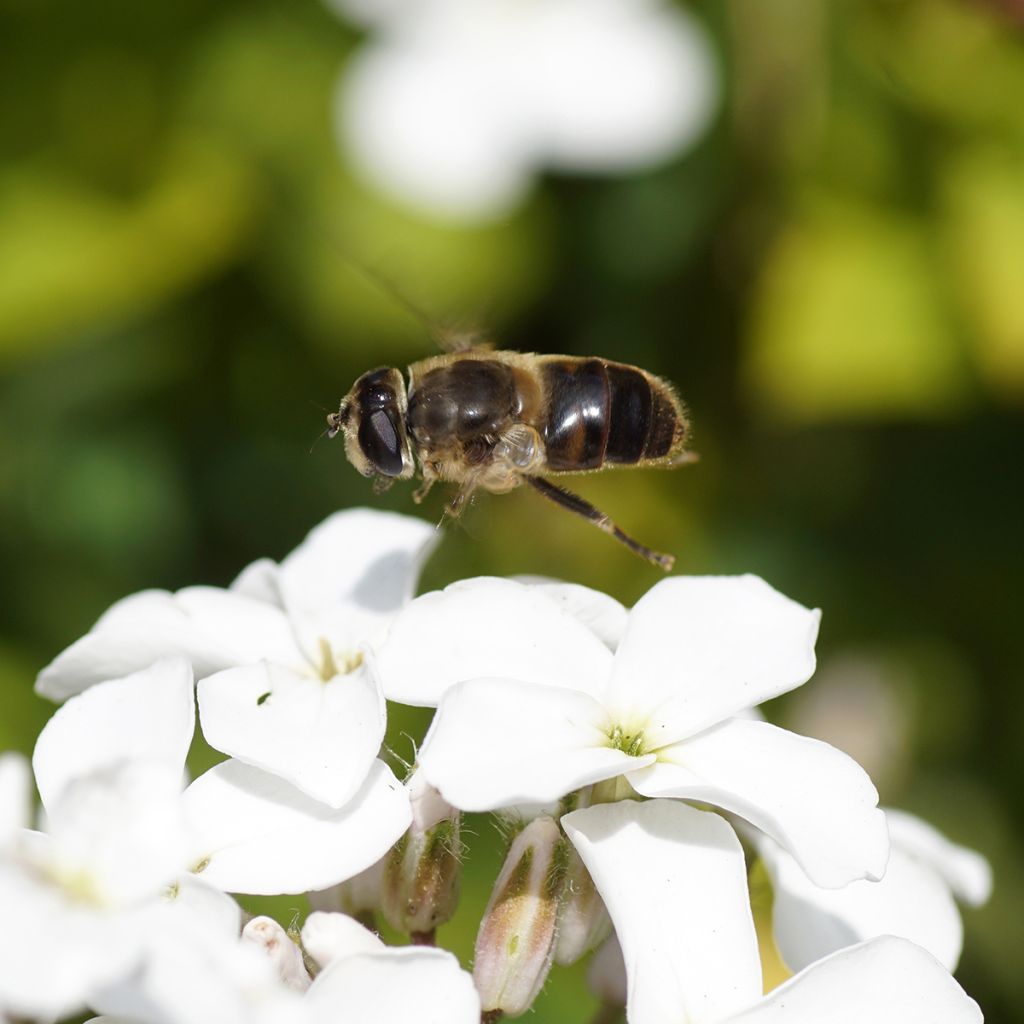Hesperis matronalis Alba em sementes