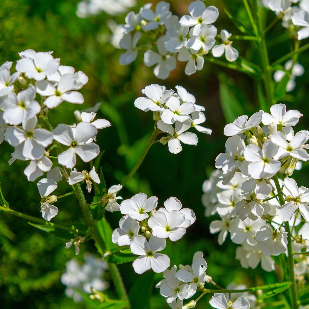 Hesperis matronalis Alba em sementes