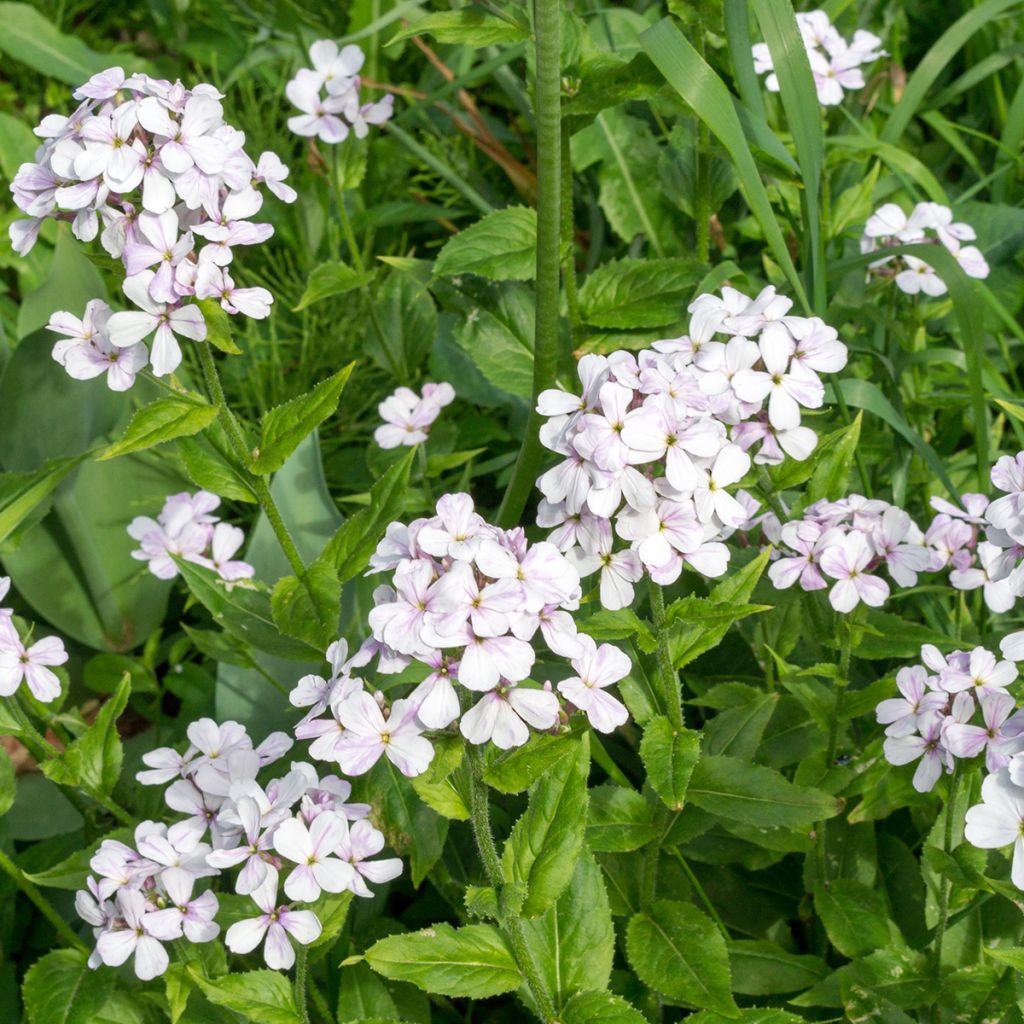 Hesperis matronalis Alba em sementes