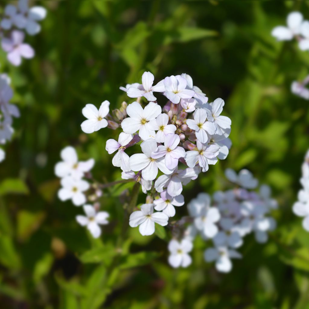 Hesperis matronalis Alba em sementes