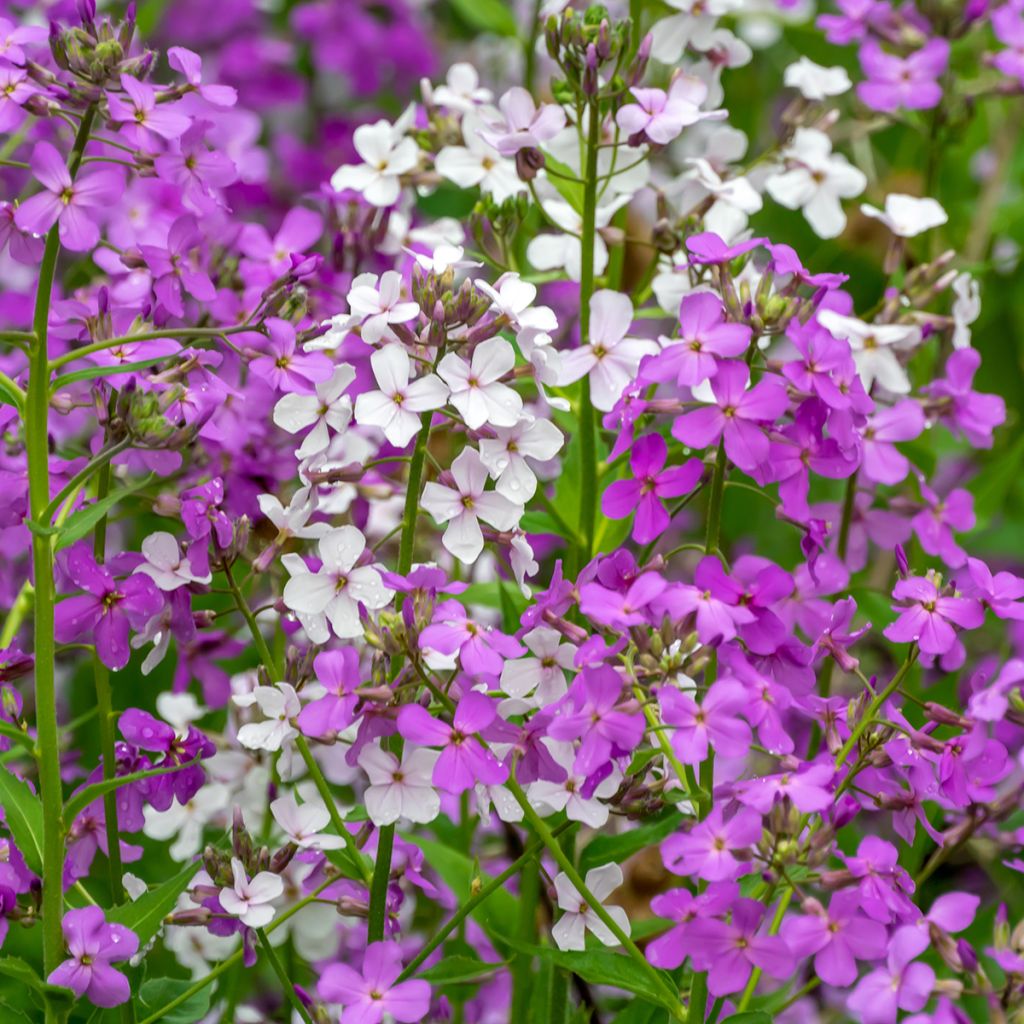 Hesperis matronalis Mix em sementes