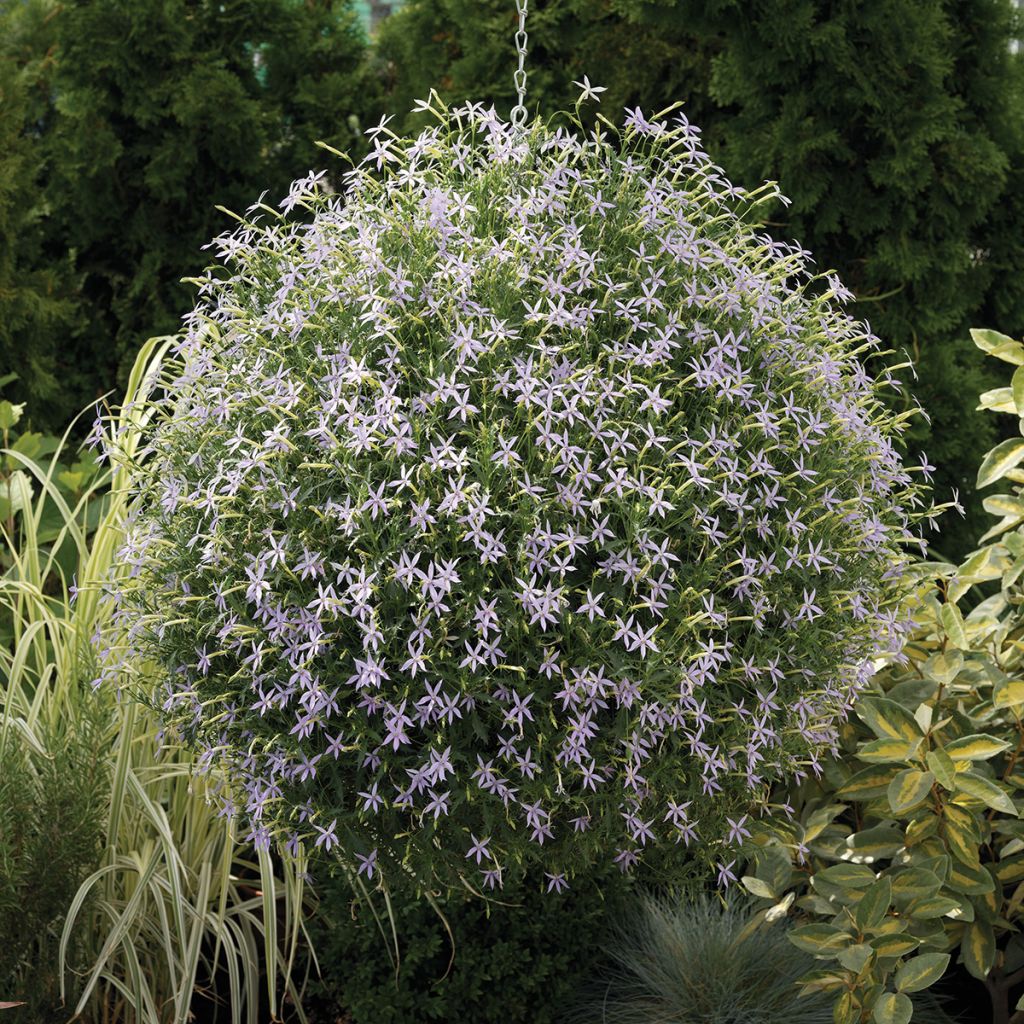 Isotoma axillaris Starshine Blue em sementes - Laurentia