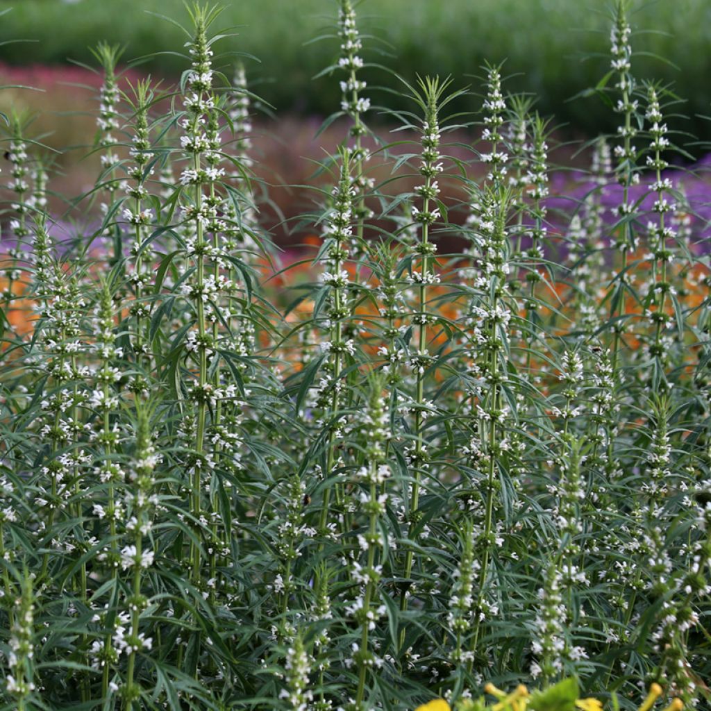 Leonurus sibiricus Alba em sementes