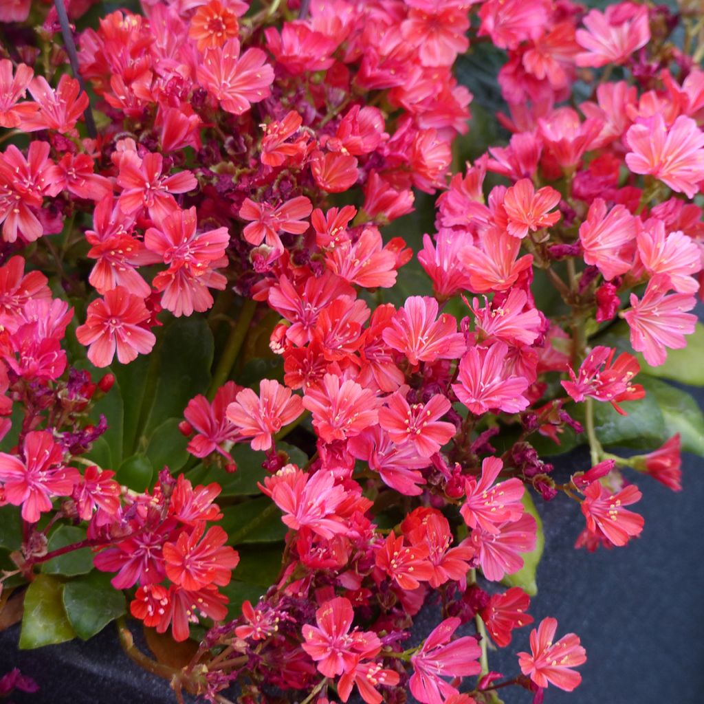 Lewisia cotyledon Elise Ruby Red em sementes