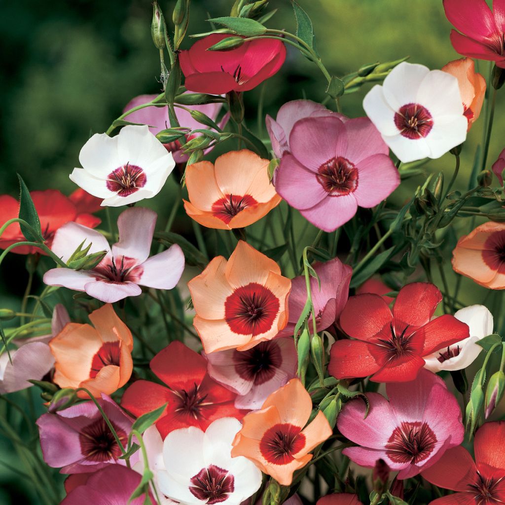 Linum grandiflorum Charmer Mix em sementes