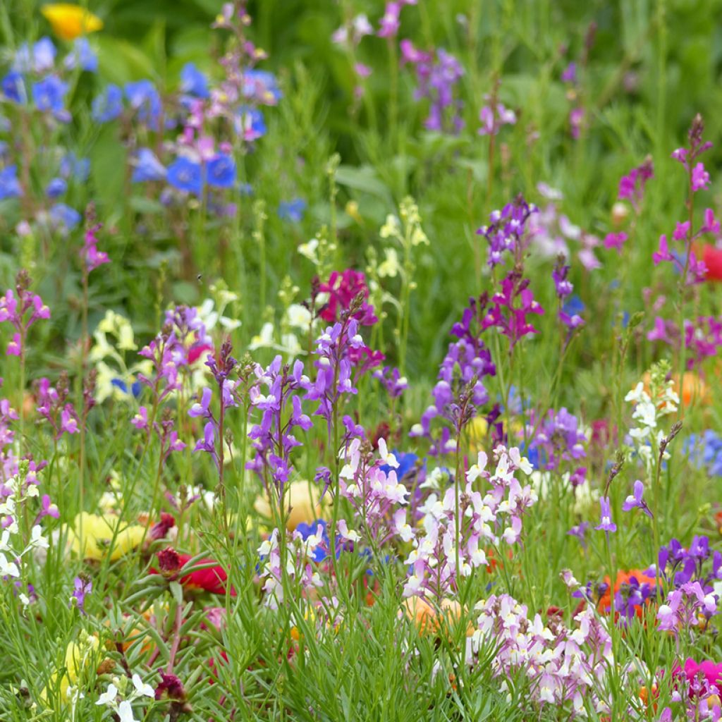 Linaria maroccana Fairy Bouquet mix em sementes