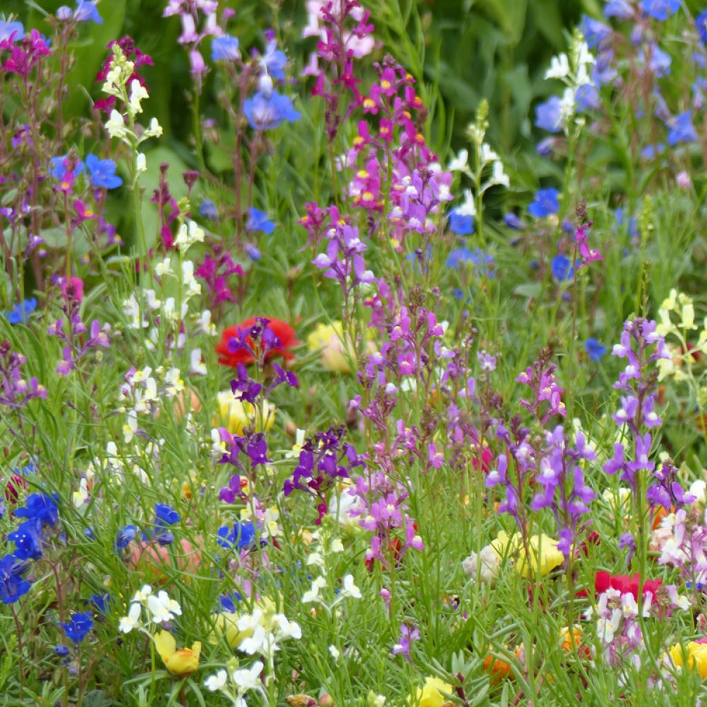 Linaria maroccana Fairy Bouquet mix em sementes