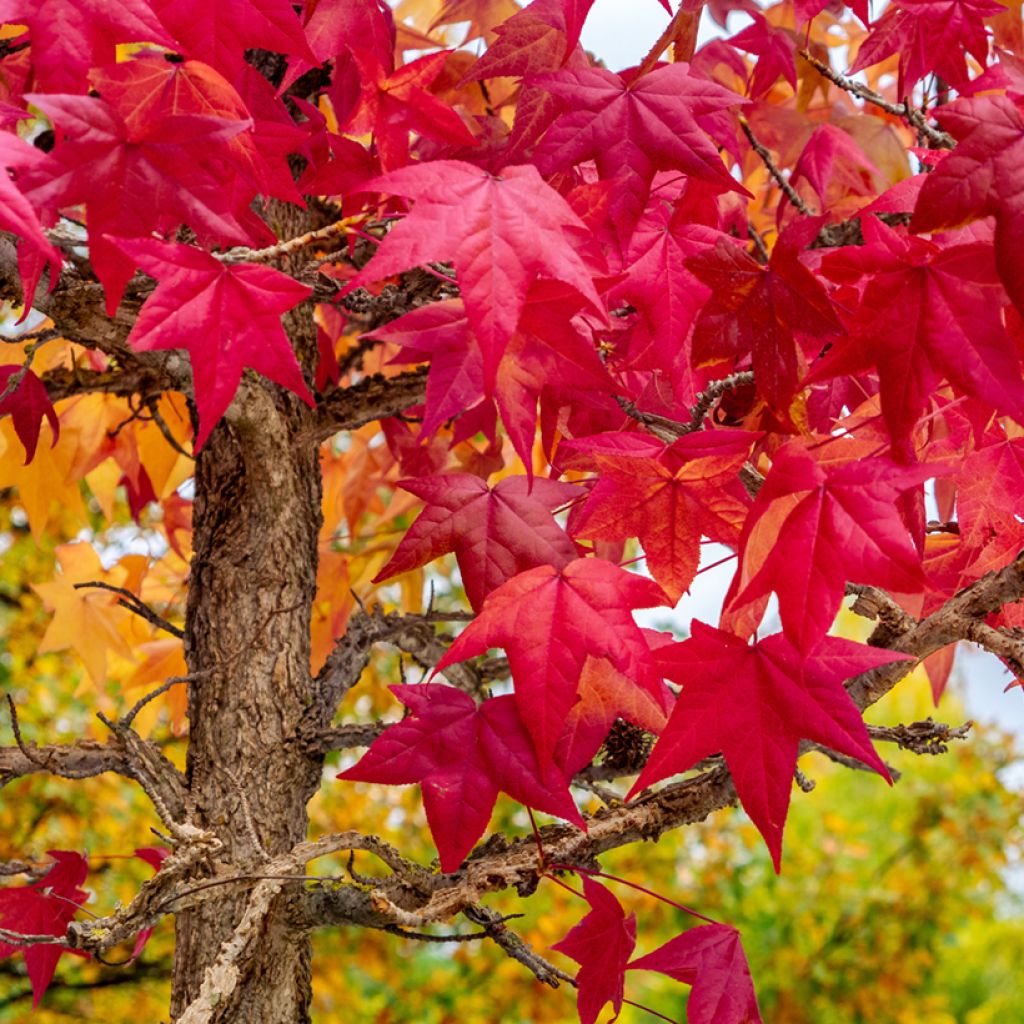Liquidâmbar styraciflua em sementes