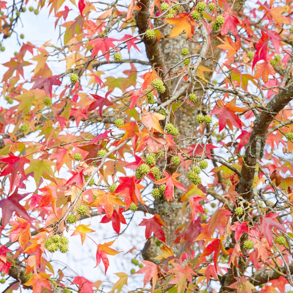 Liquidâmbar styraciflua em sementes