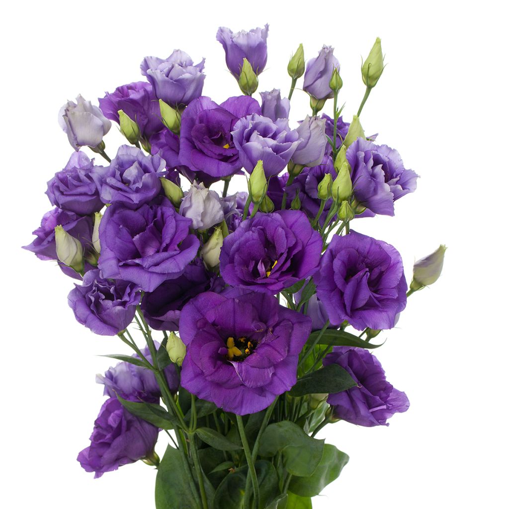 Lisianthus Cessna Blue em sementes