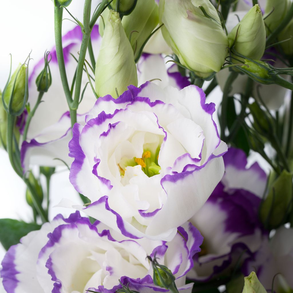Lisianthus Cessna Blue Picotee em sementes