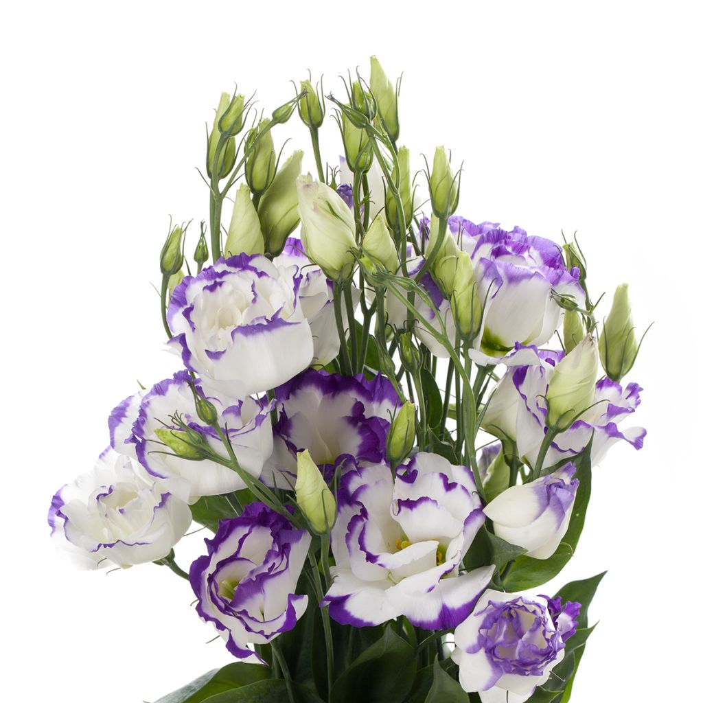 Lisianthus Cessna Blue Picotee em sementes