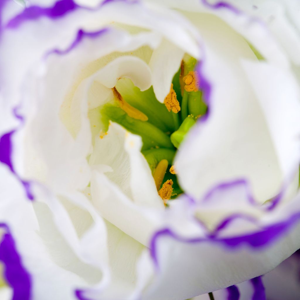 Lisianthus Cessna Blue Picotee em sementes