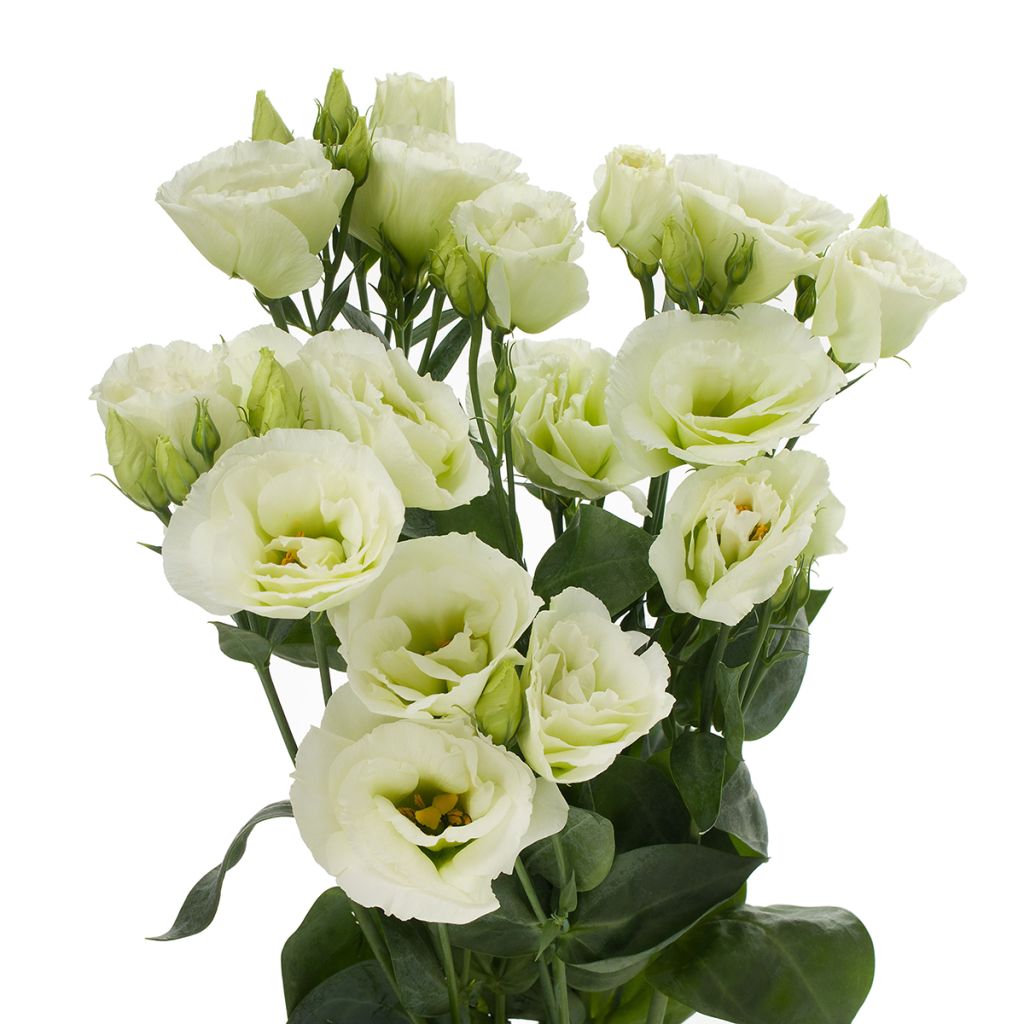Lisianthus Cessna Green em sementes