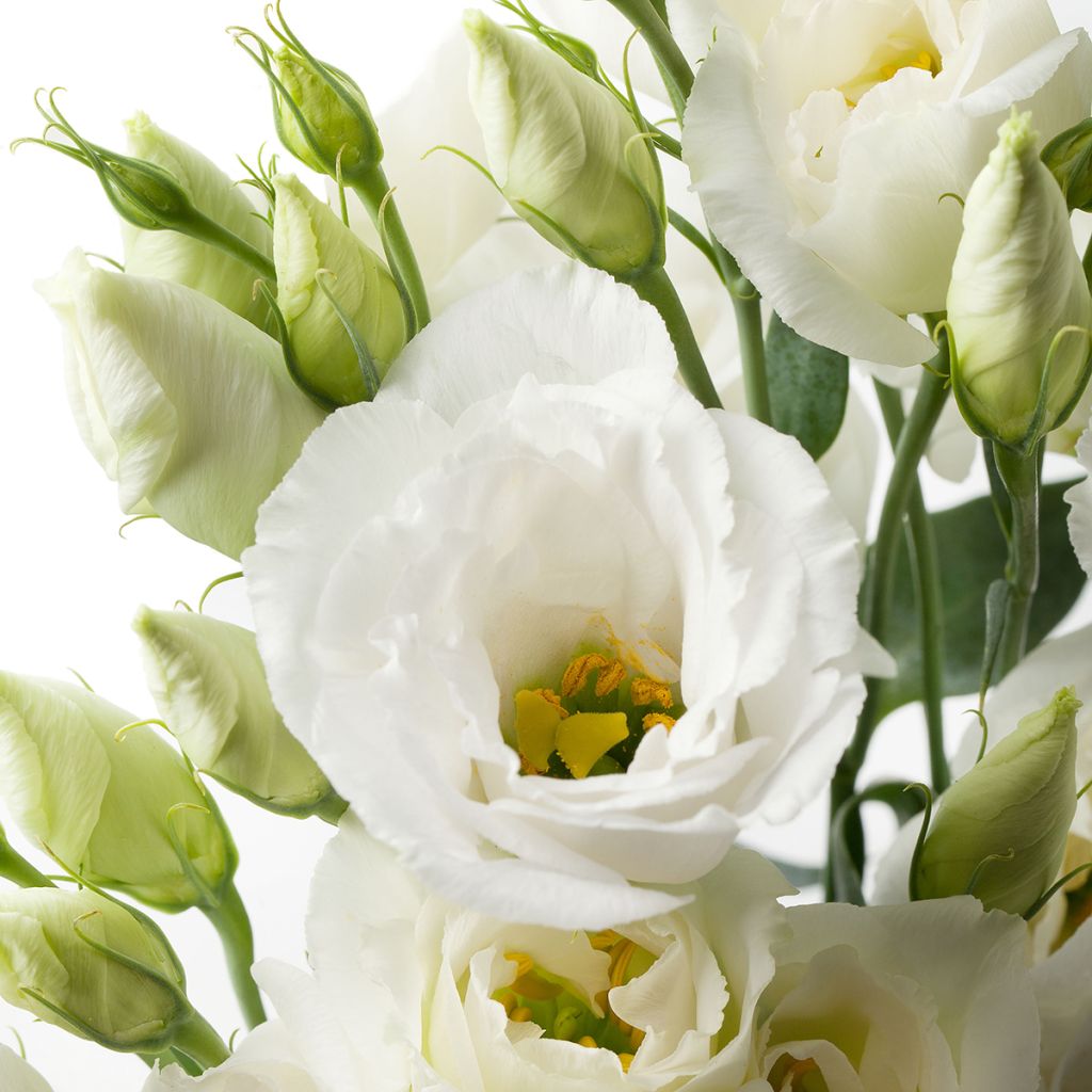 Lisianthus Cessna Pure White em sementes