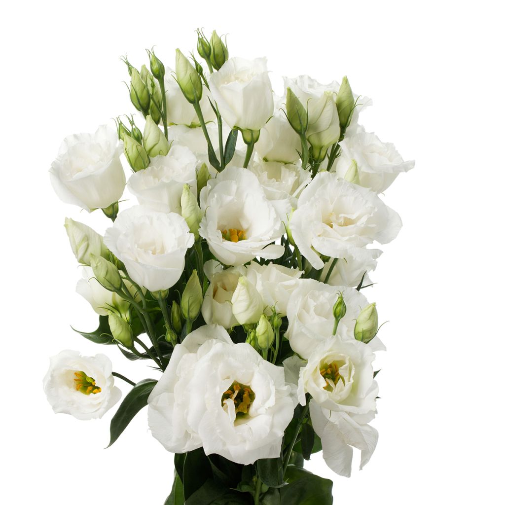 Lisianthus Cessna Pure White em sementes