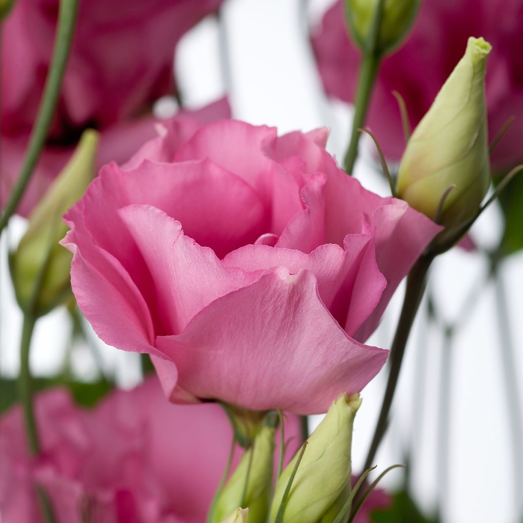 Lisianthus Cessna Rose em sementes