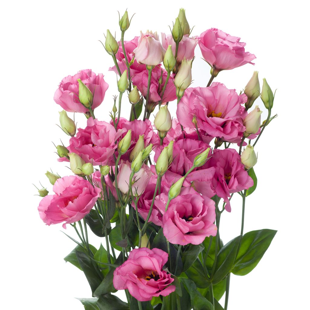 Lisianthus Cessna Rose em sementes