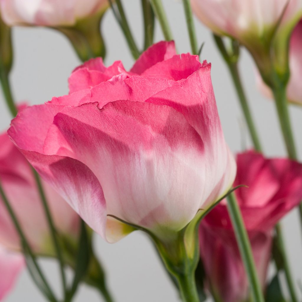 Lisianthus Cessna Vogue IV' em sementes