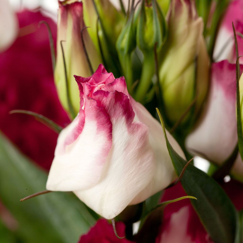 Lisianthus Cessna Vogue IV' em sementes