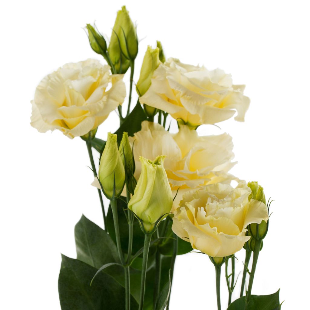 Lisianthus Cessna Yellow III' em sementes