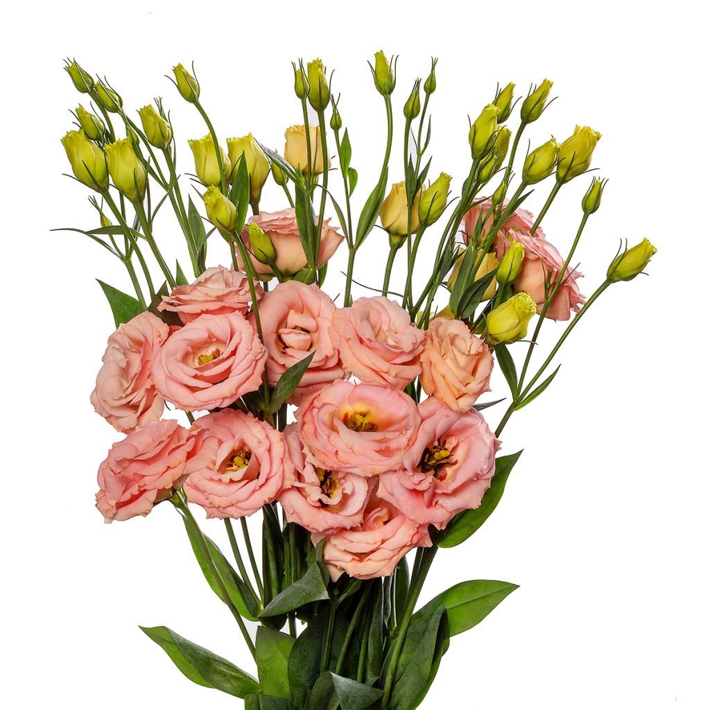 Lisianthus LisAdora Apricot' em sementes