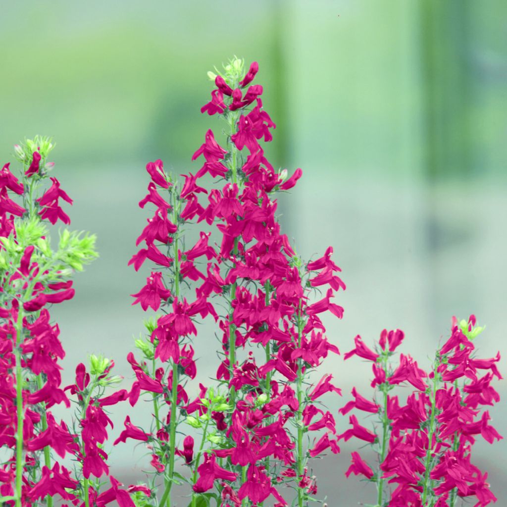 Lobélia speciosa Fan Scarlet em sementes