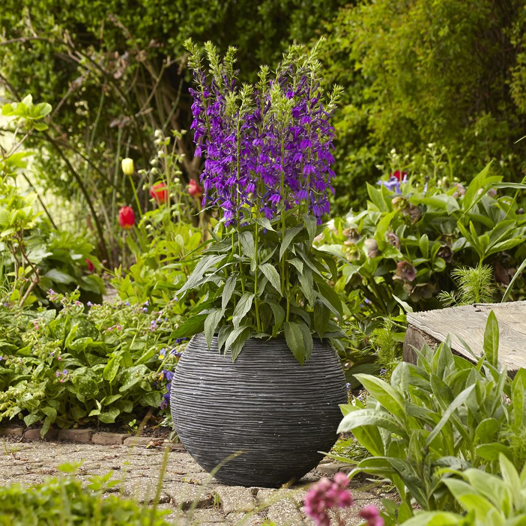 Lobélia speciosa Starship Blue em sementes