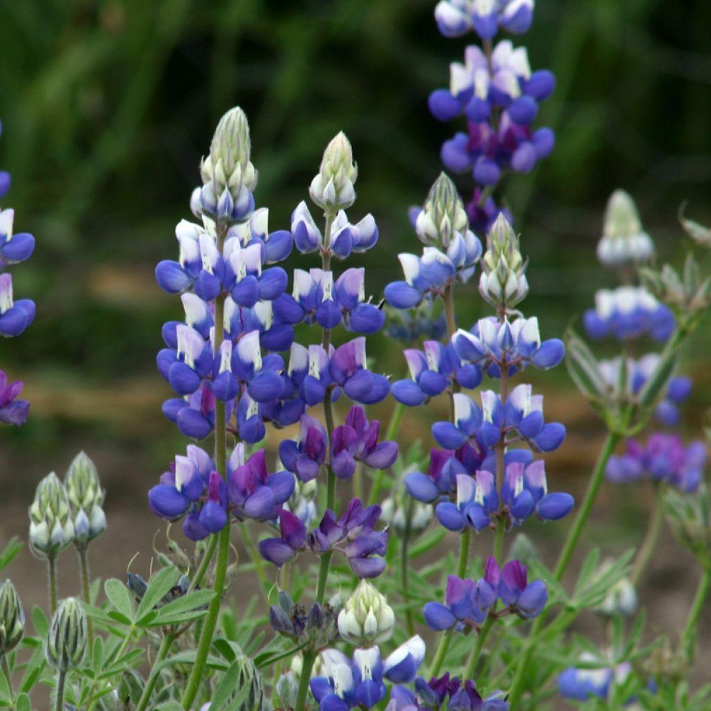 Lupinus nanus em sementes
