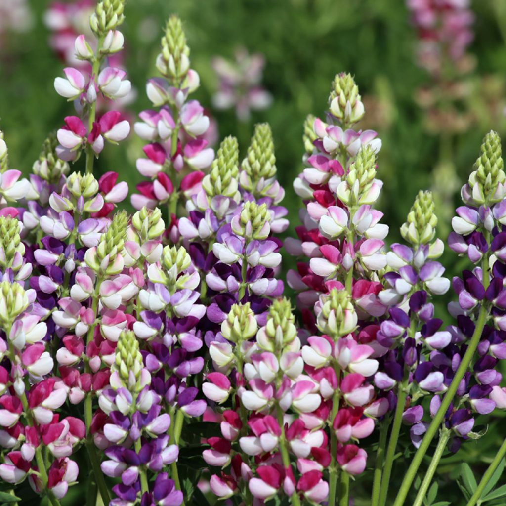Lupinus Avalune Bicolours Mix em sementes