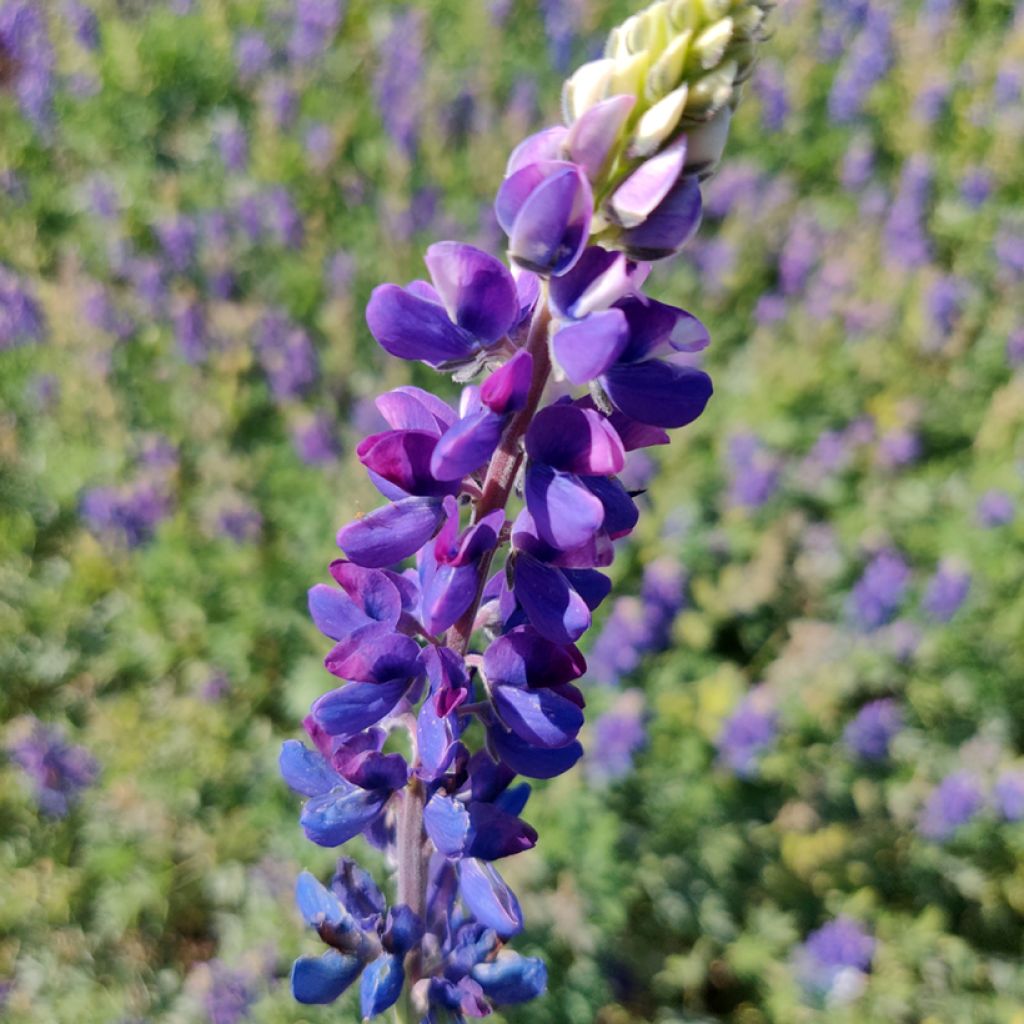 Lupinus Avalune Blue em sementes