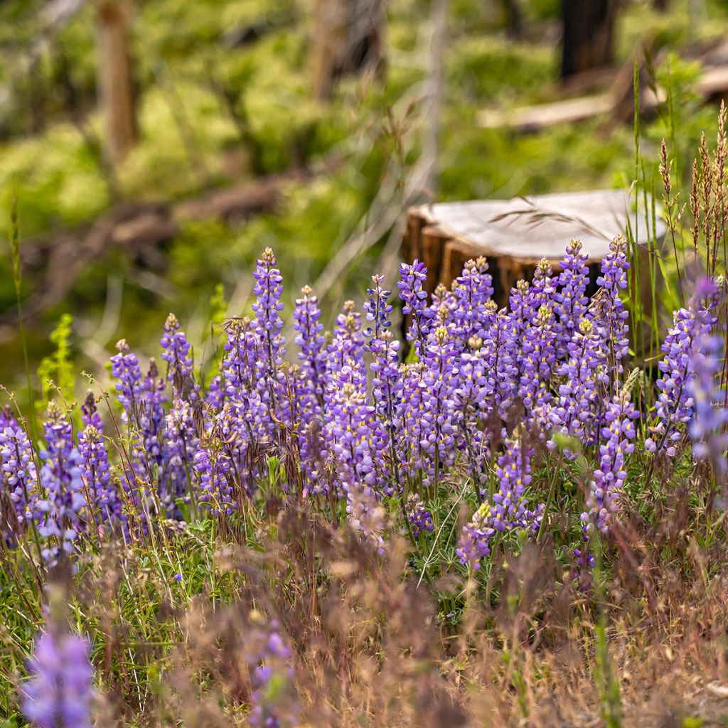 Lupinus perennis em sementes