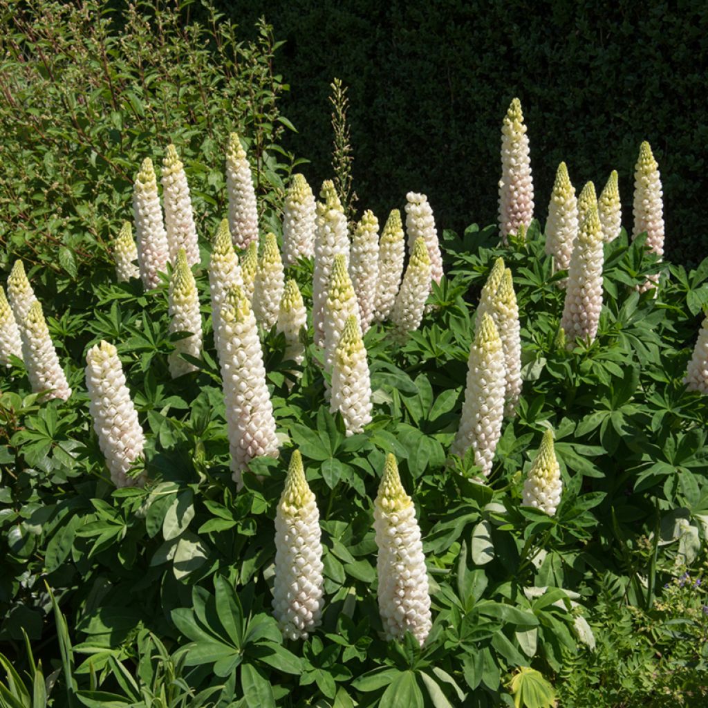 Lupinus Russell Hybrids Noble Maiden em sementes