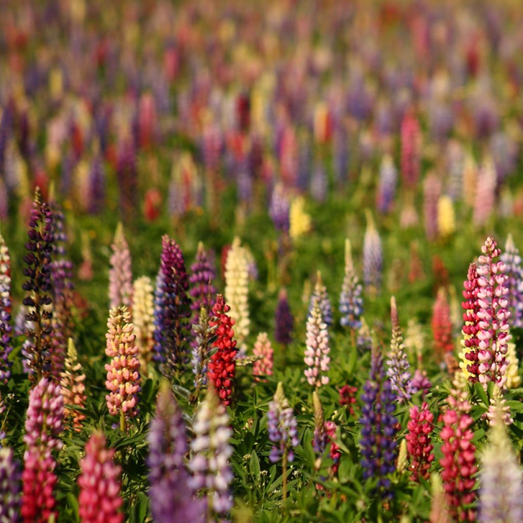 Lupinus Russell Hybrids Mix em sementes