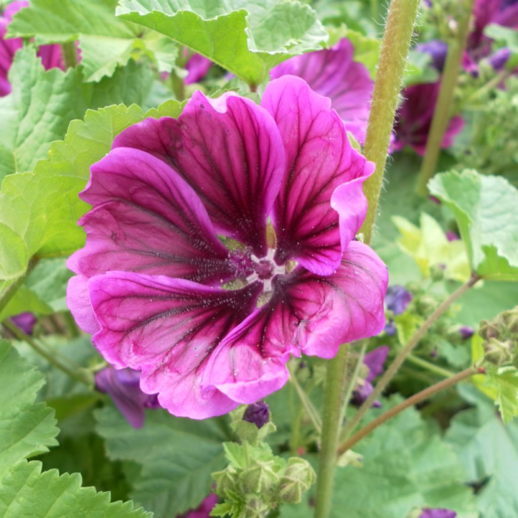 Malva silvestre Mauritiana em sementes