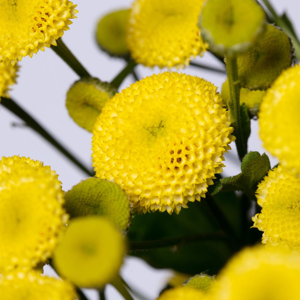 Tanacetum parthenium Amazone em sementes