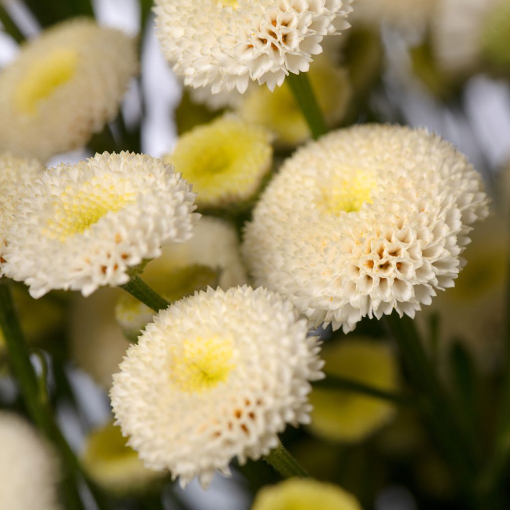 Tanacetum parthenium Baya em sementes