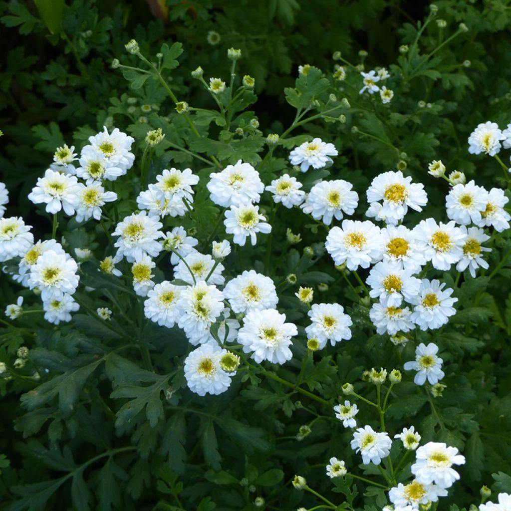 Tanacetum parthenium Tetra White Wonder em sementes