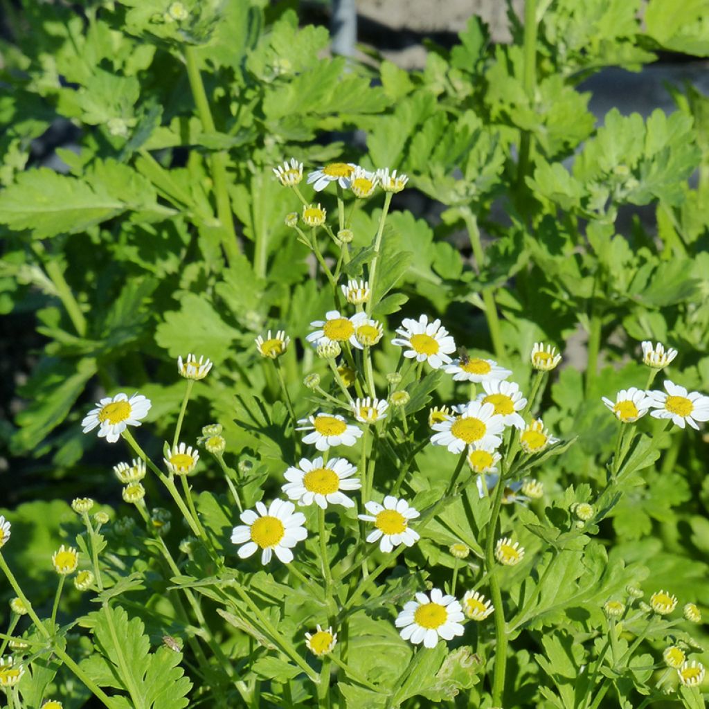 Tanacetum parthenium Tetra White Single em sementes