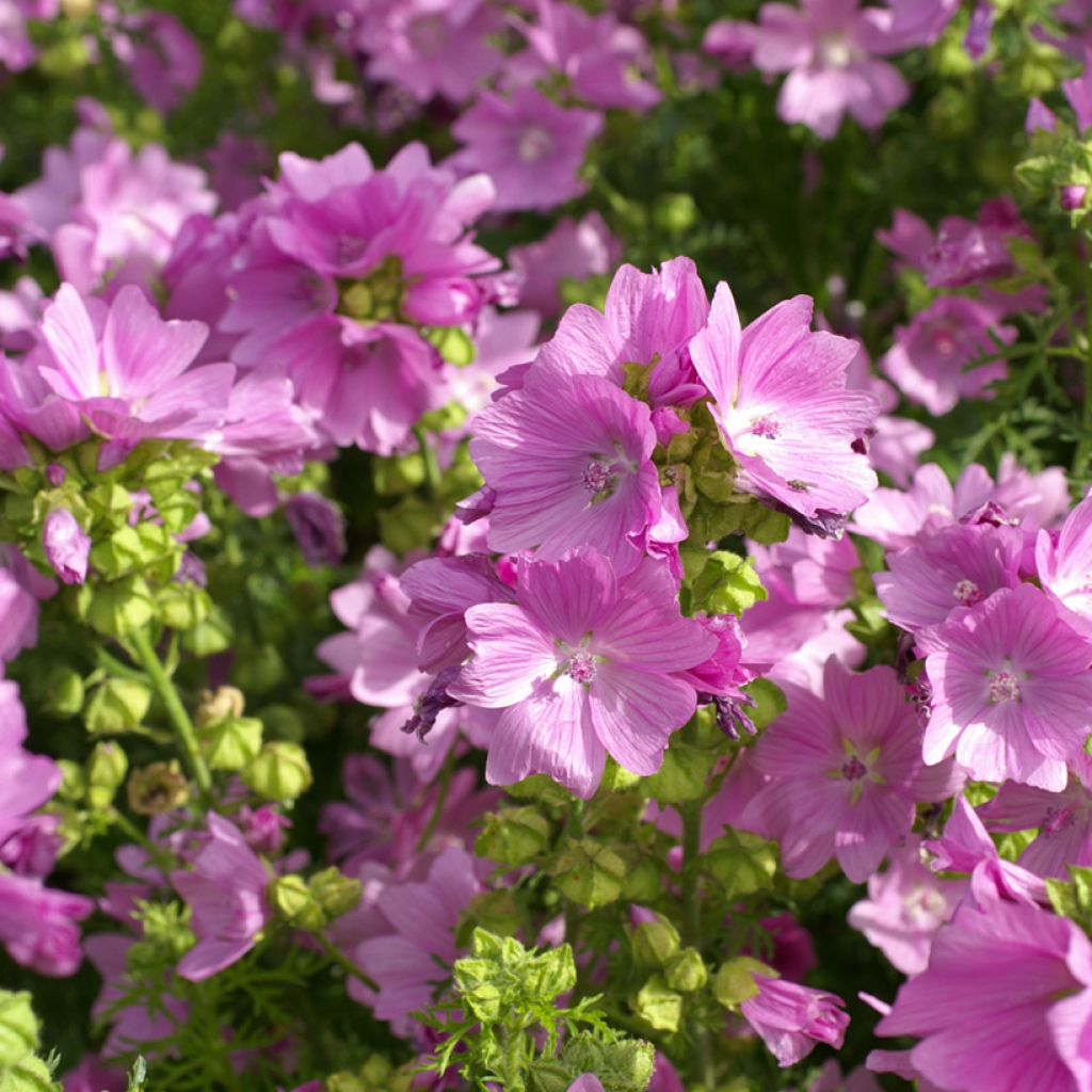Malva-almiscarada Rosea em sementes - Malva moschata
