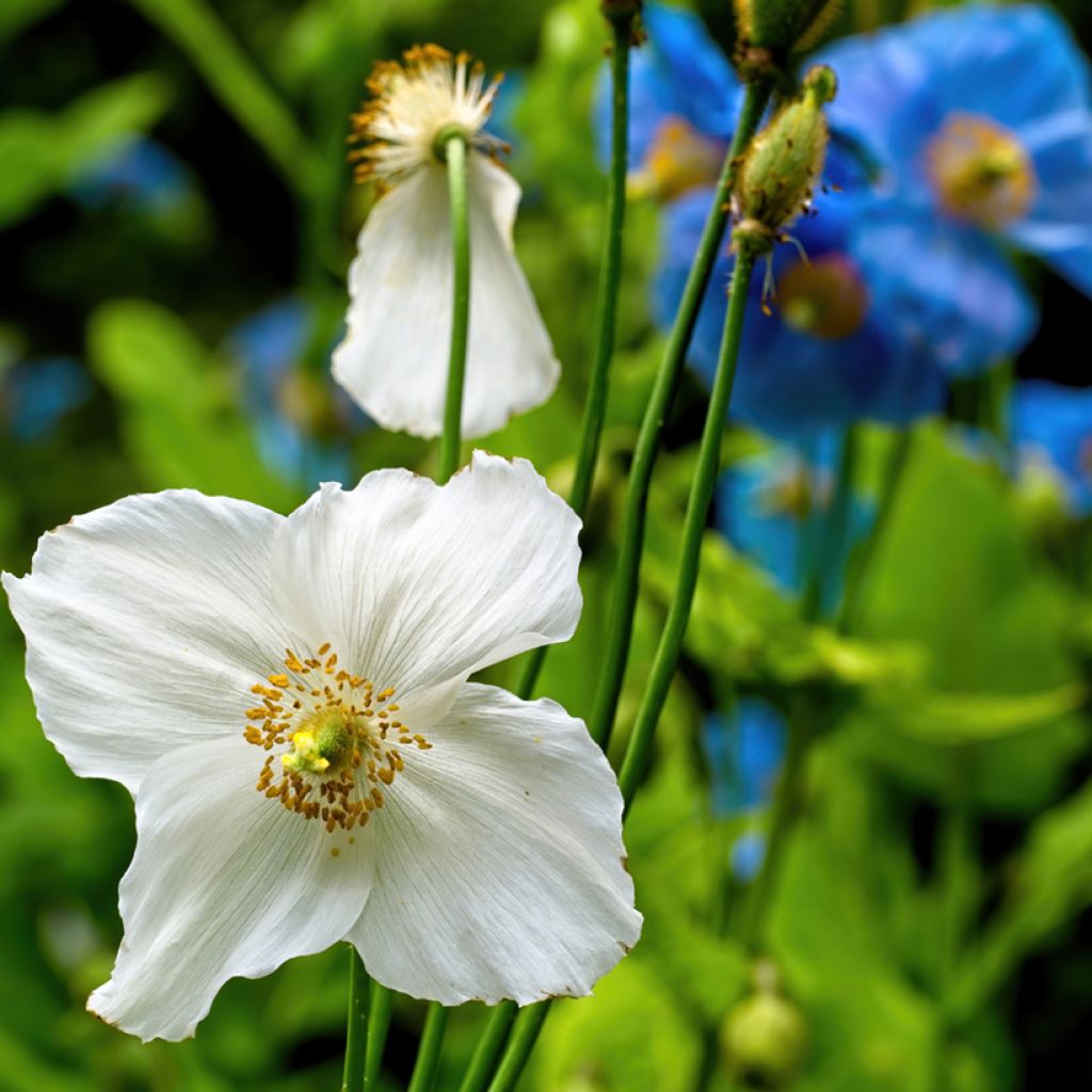 Meconopsis baileyi Alba em sementes