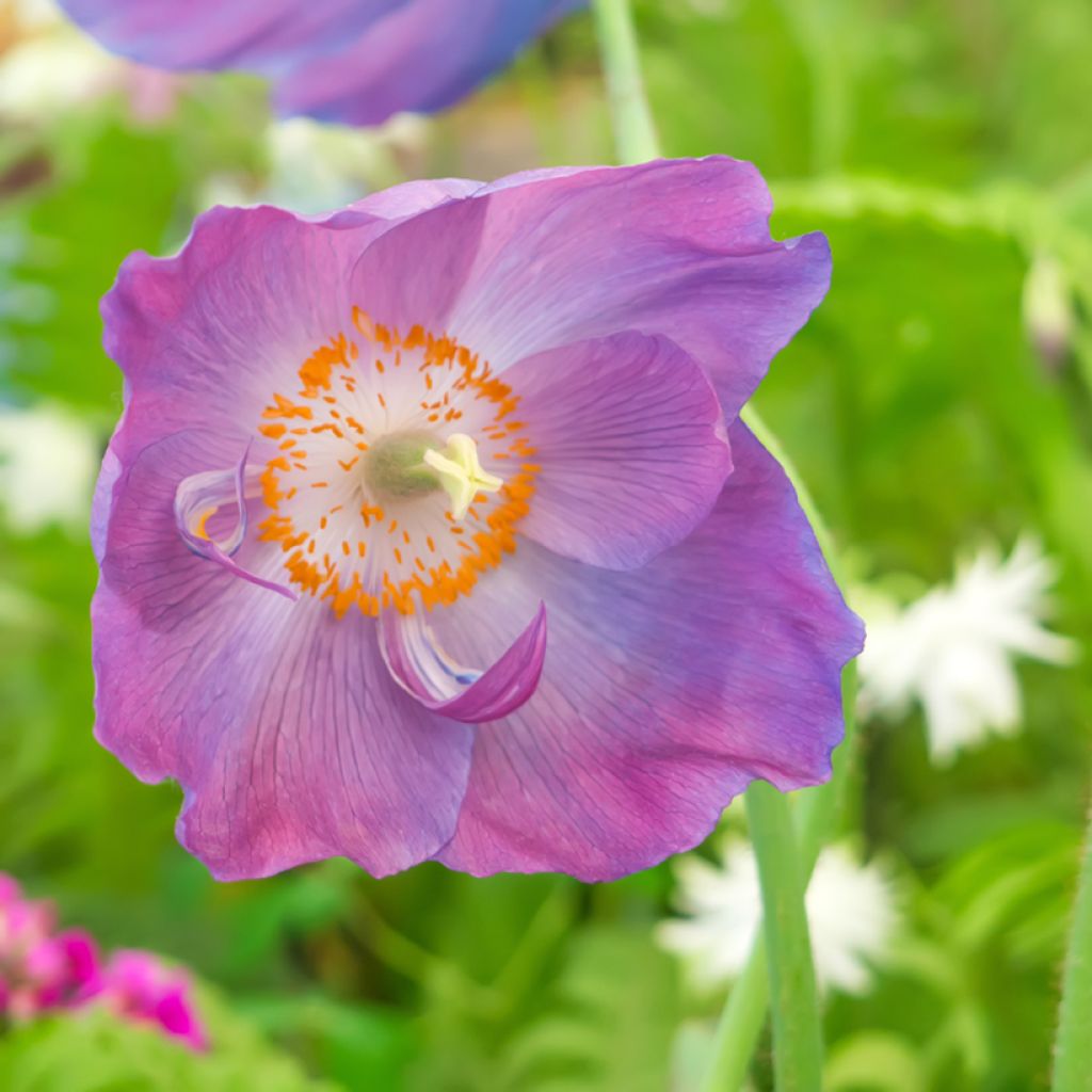 Meconopsis baileyi Hensol Violet em sementes